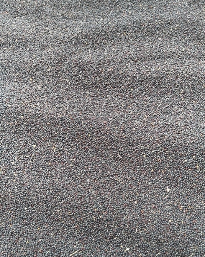 油菜籽