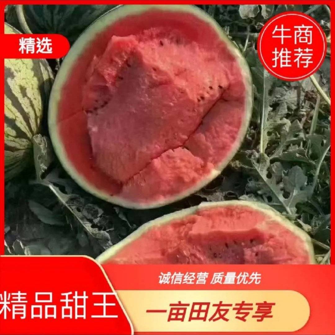 [甜王西瓜批发]陕西渭南大荔县西瓜 0.25元/斤《甜王西瓜》蒲 _ 一亩田