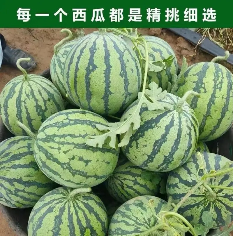 精选《8424西瓜》8斤打底8成熟头茬瓜农户自产自销