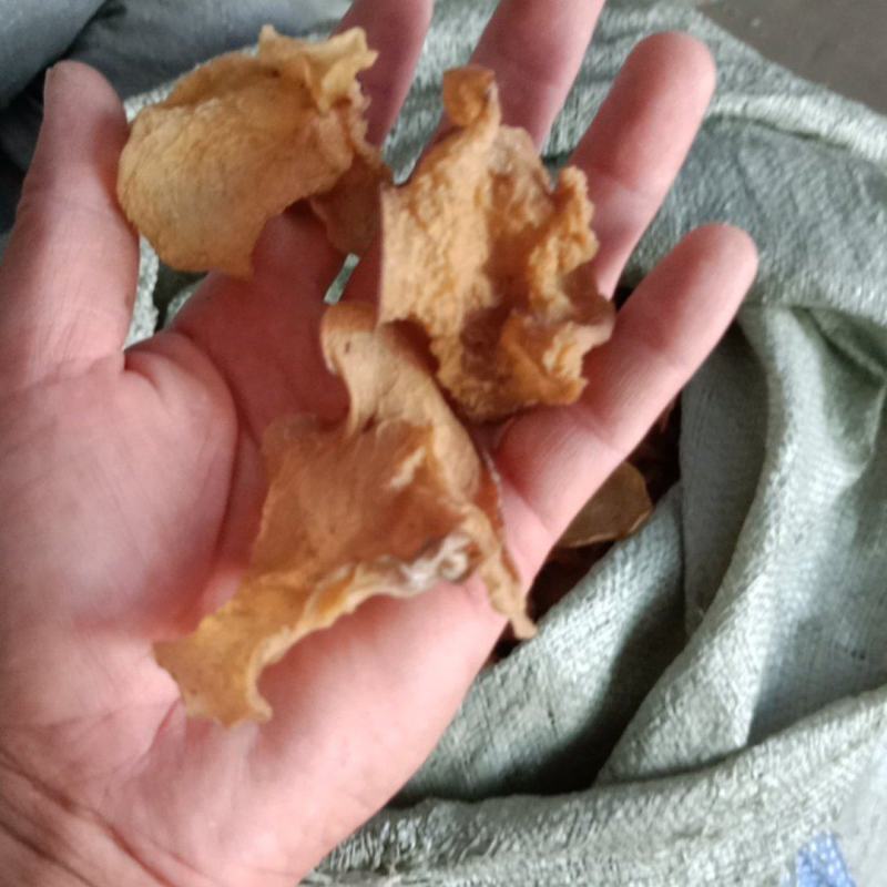 羊肚耳沙耳直销，电商专用，加工厂专用，批发零售