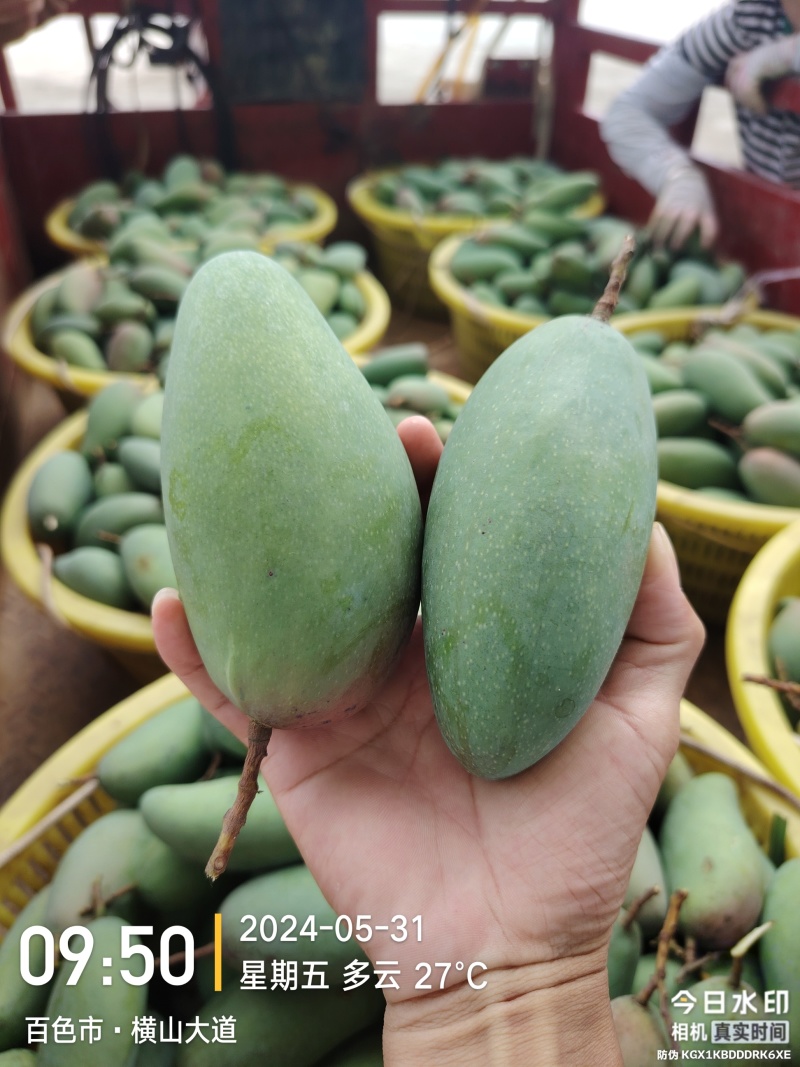 广西百色金煌芒品质好，价格便宜，礼盒装，快递装，全国发货