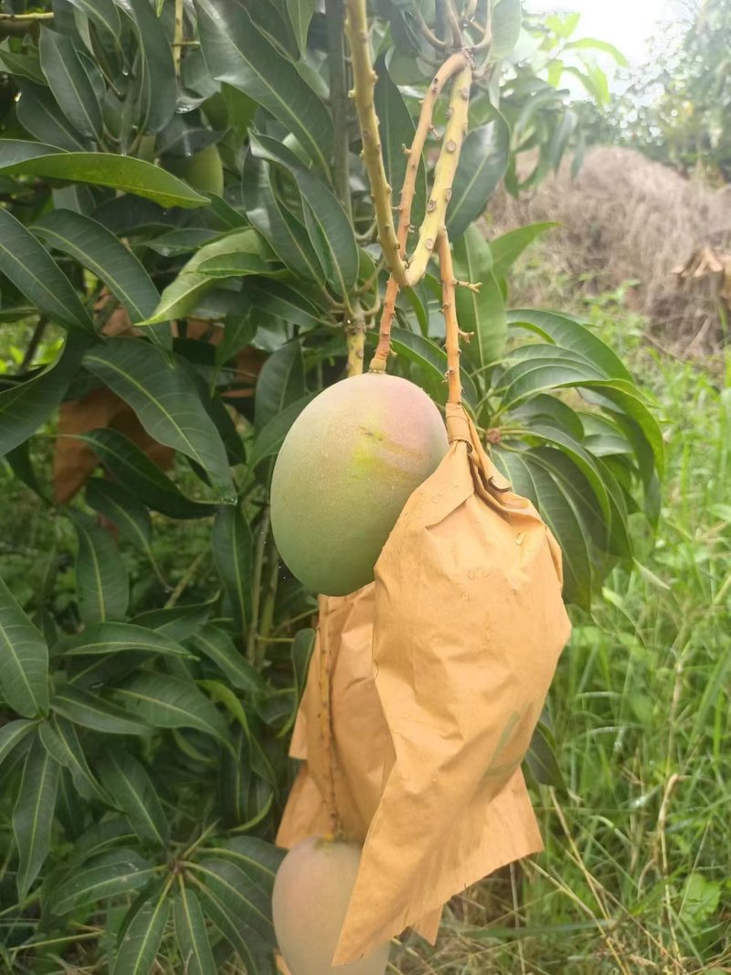 苹果芒大量供应，量大从优，对接市场商超电商一件代发