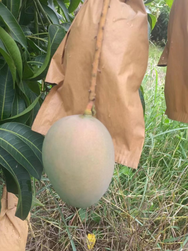 苹果芒大量供应，量大从优，对接市场商超电商一件代发