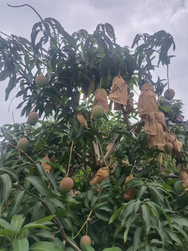 苹果芒大量供应，量大从优，对接市场商超电商一件代发