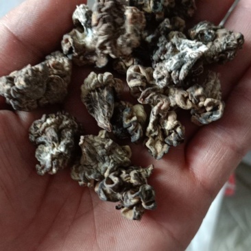 核桃菌玛卡菌产地直销一手货源大量供货价格便宜