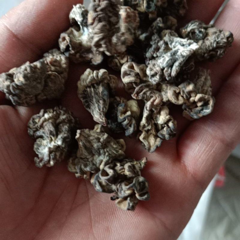 核桃菌玛卡菌产地直销一手货源大量供货价格便宜