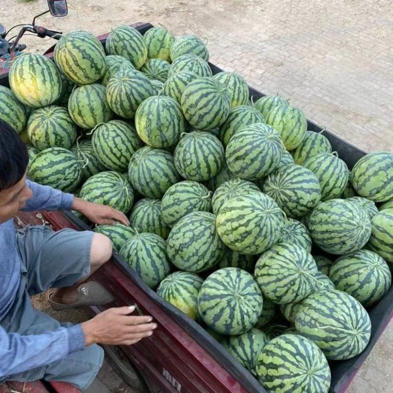 《农户自产自销》美都西瓜大棚瓜头茬瓜包熟包甜一条龙