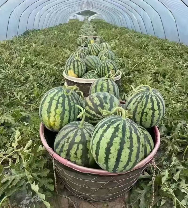《农户自产自销》美都西瓜大棚瓜头茬瓜包熟包甜一条龙