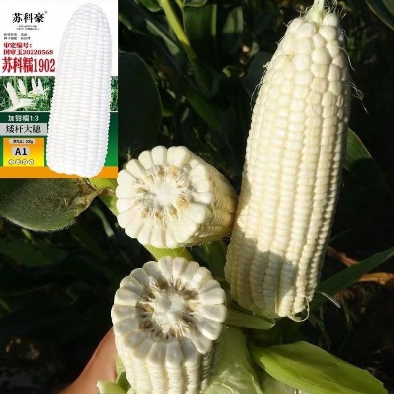 苏科糯1902国审玉米种子软糯香甜白甜糯玉米矮杆特大高产