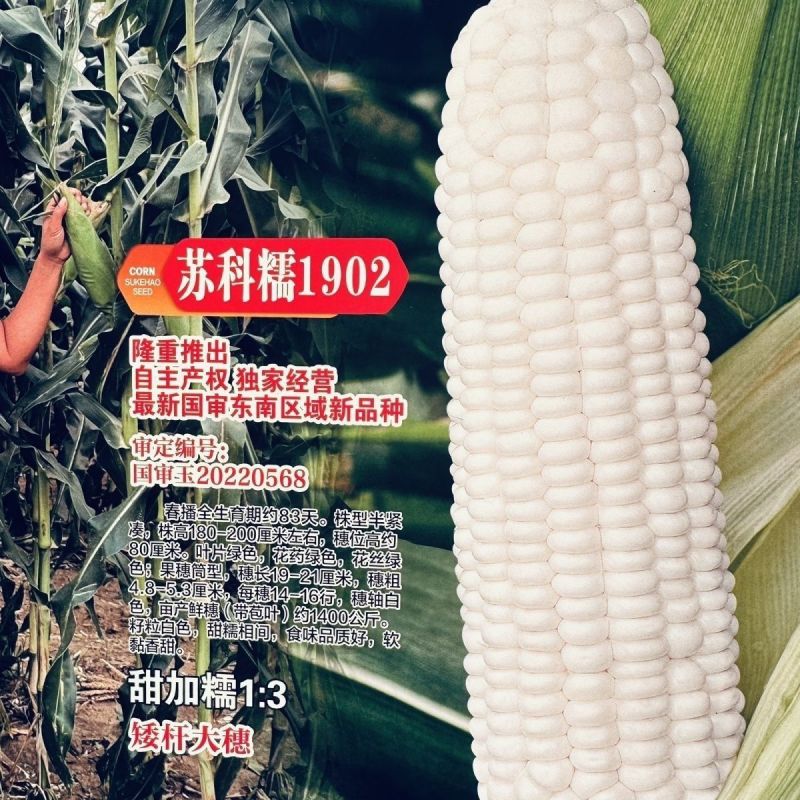 苏科糯1902国审玉米种子软糯香甜白甜糯玉米矮杆特大高产