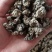 核桃菌玛卡菌产地直销一手货源大量供货价格便宜