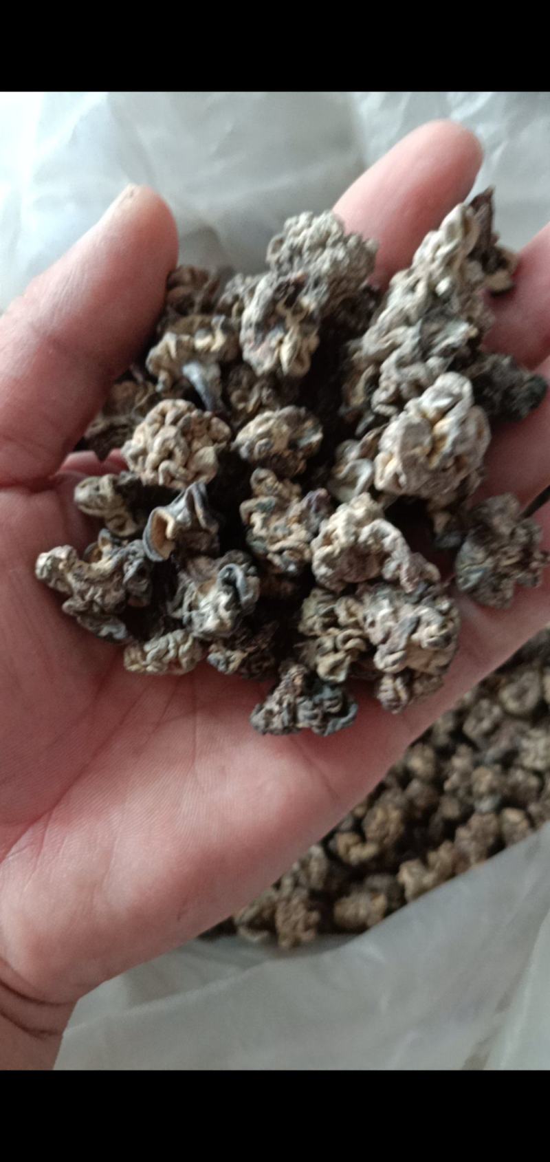 核桃菌玛卡菌产地直销一手货源大量供货价格便宜
