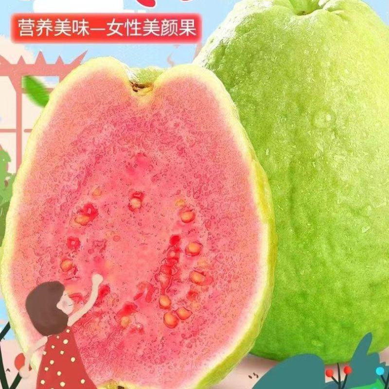 广东湛江番石榴，红心芭乐白心芭乐产地直销量大从优