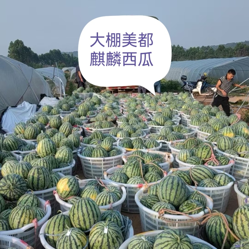 《美都西瓜》农户自家种植大棚头茬瓜包熟包甜随到随装