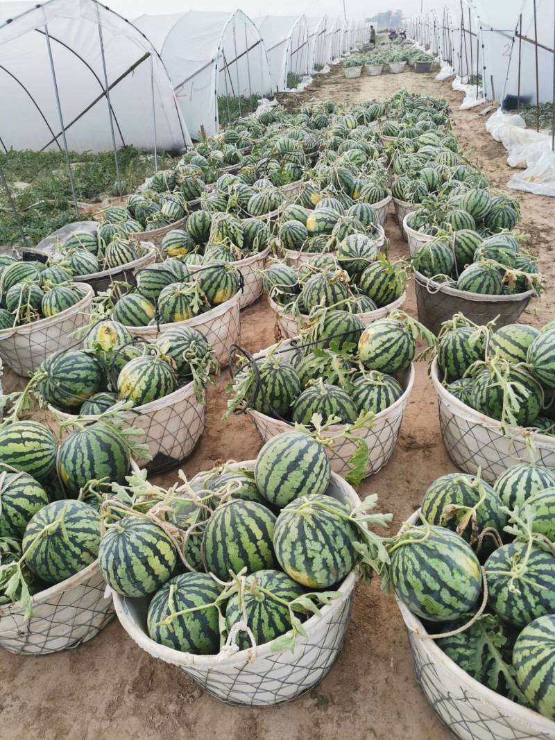 《美都西瓜》农户自家种植大棚头茬瓜包熟包甜随到随装