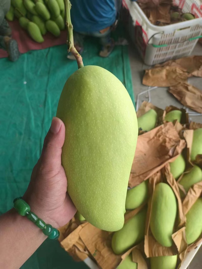 云南金煌芒大量上市甜度高品质好产地直销支持一件代发