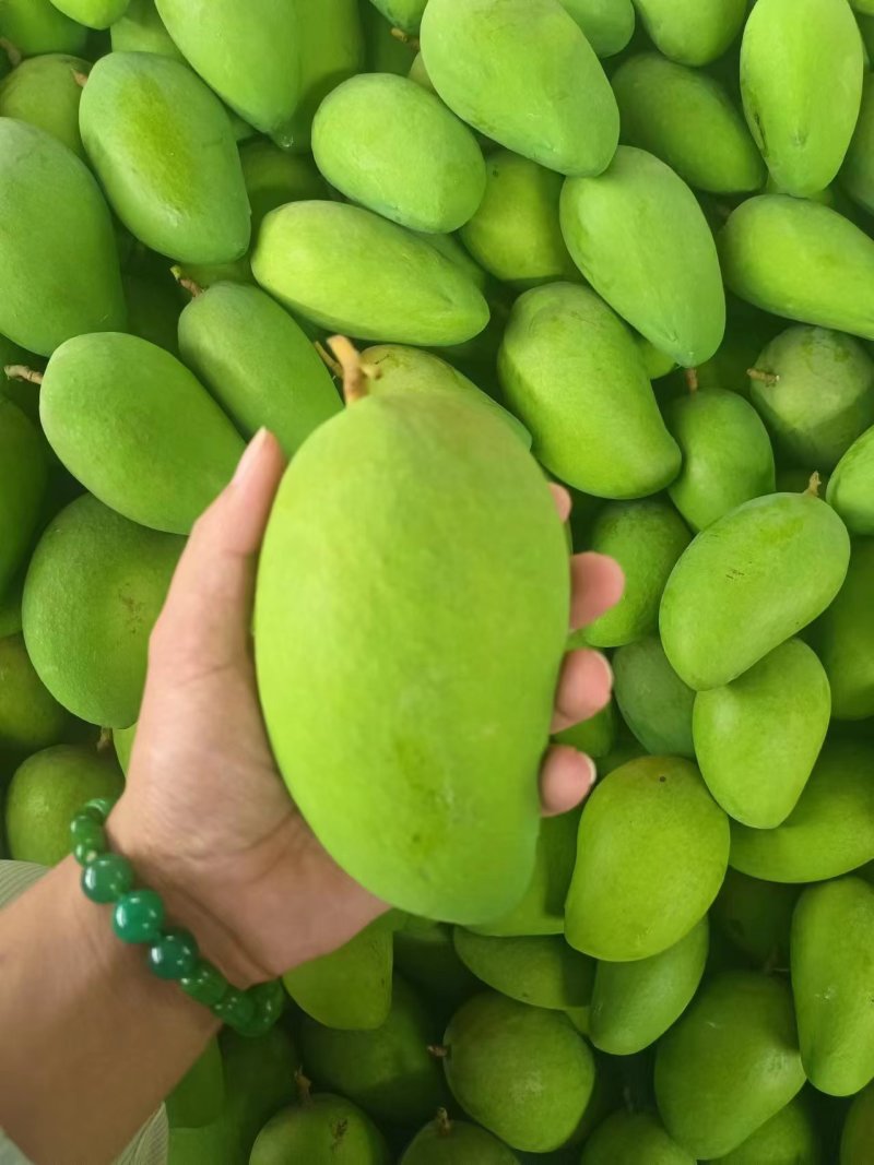 云南金煌芒大量上市甜度高品质好产地直销支持一件代发