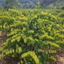 金银花鲜花