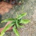 肾蕨排骨草自家基地种植大量现货供应