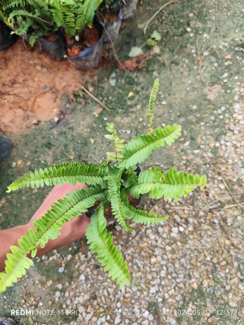肾蕨排骨草自家基地种植大量现货供应