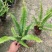 肾蕨排骨草自家基地种植大量现货供应