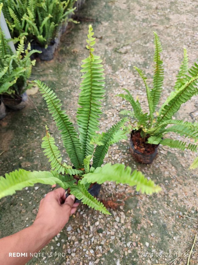 肾蕨排骨草自家基地种植大量现货供应