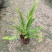肾蕨排骨草自家基地种植大量现货供应