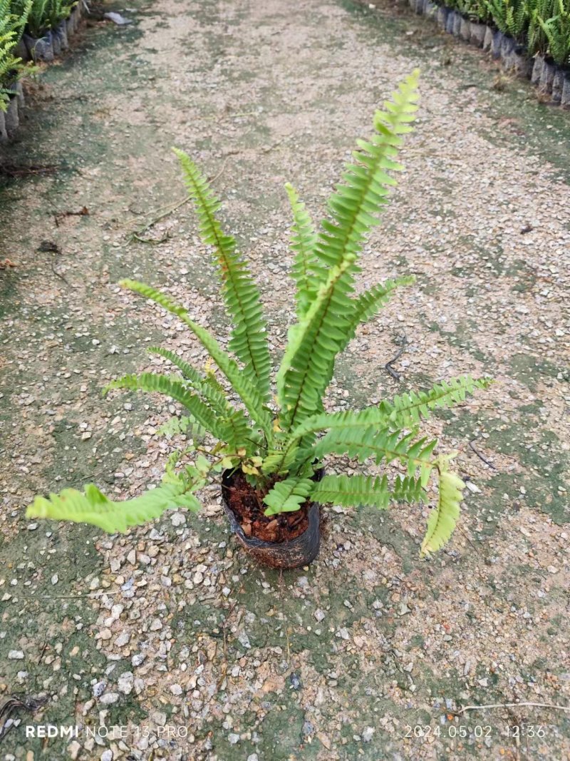 肾蕨排骨草自家基地种植大量现货供应