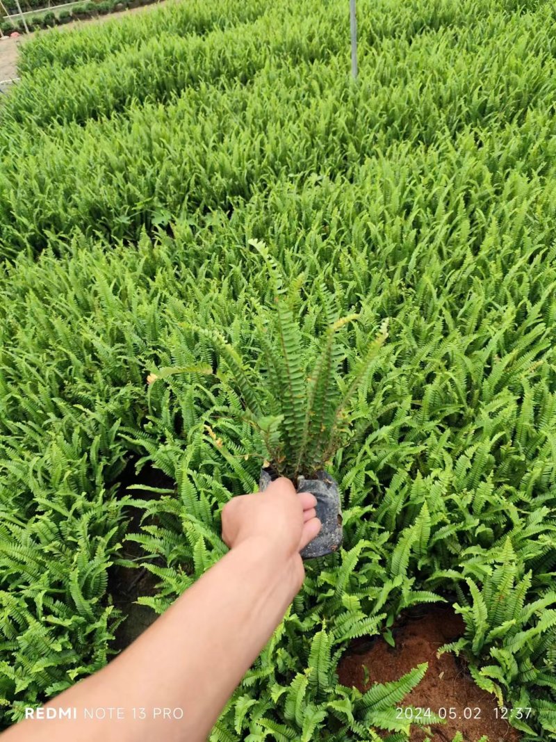 肾蕨排骨草自家基地种植大量现货供应