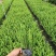 肾蕨排骨草自家基地种植大量现货供应