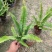 肾蕨排骨草自家基地种植大量现货供应