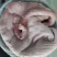 鲜猪肚