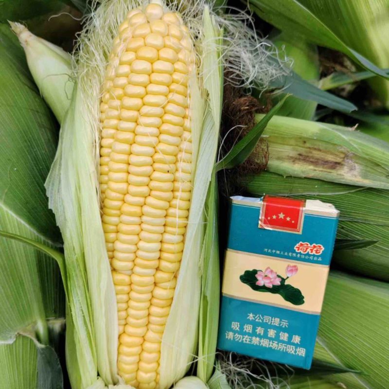 各品种玉米