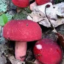 云南普洱思茅大红菇新鲜大红菇紫面菇红面菇红椎菇。
