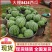 精选《8424西瓜》8斤打底8成熟头茬瓜农户自产自销