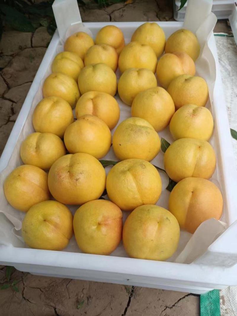 精品黄油桃