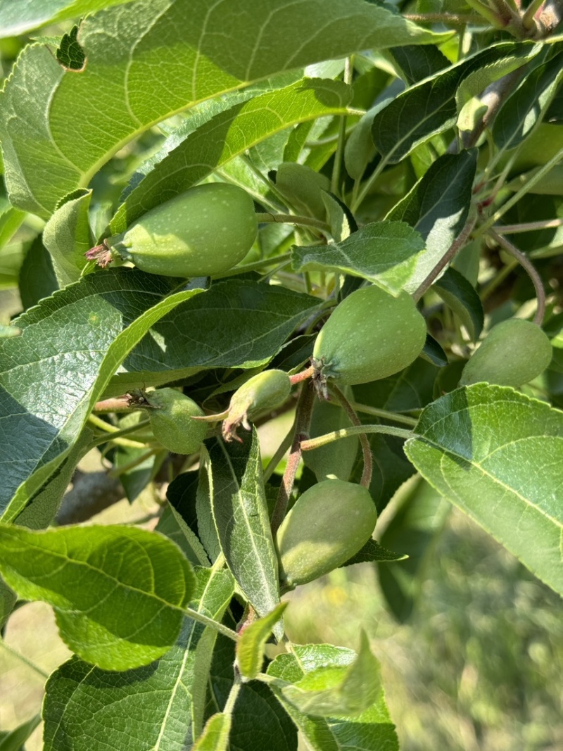《精选》辽宁鸡心果万亩高山产地大量上市中接受预定！
