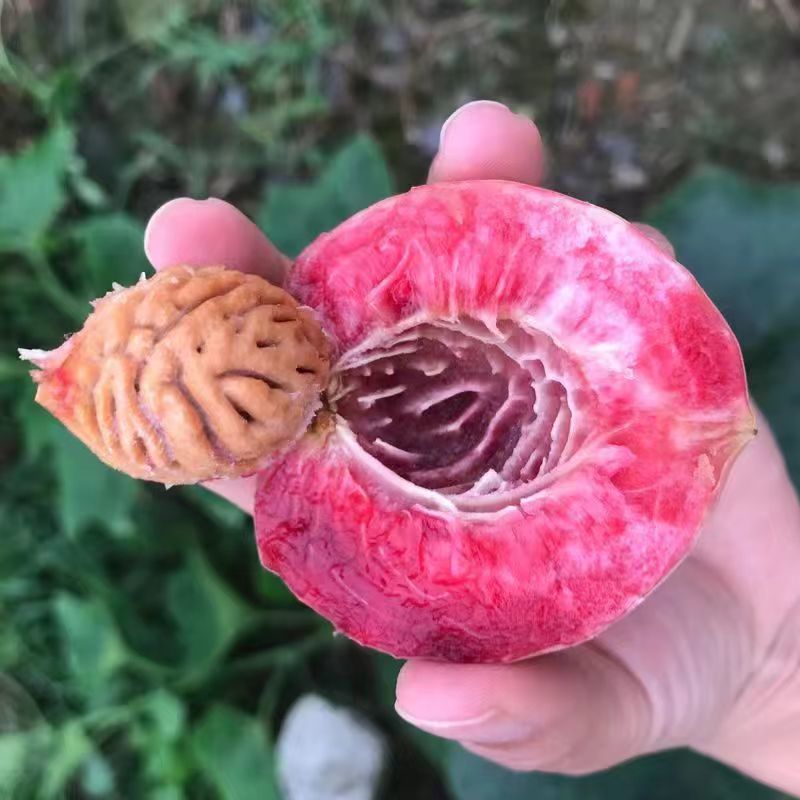 血桃产地大量供应中，湖北桃子，对接电商平台社区团购