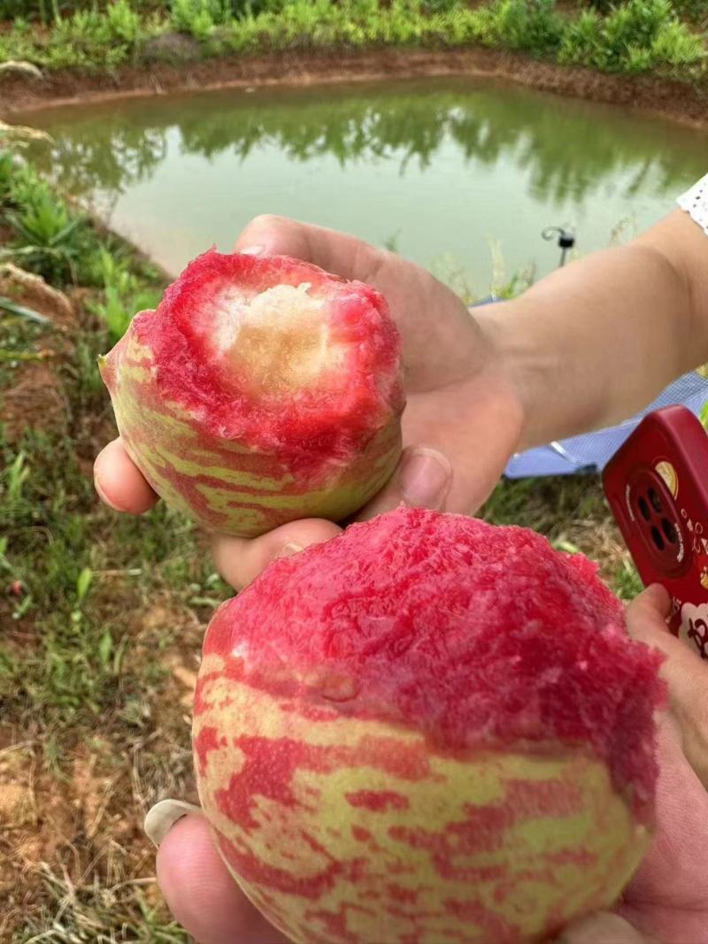 血桃产地大量供应中，湖北桃子，对接电商平台社区团购