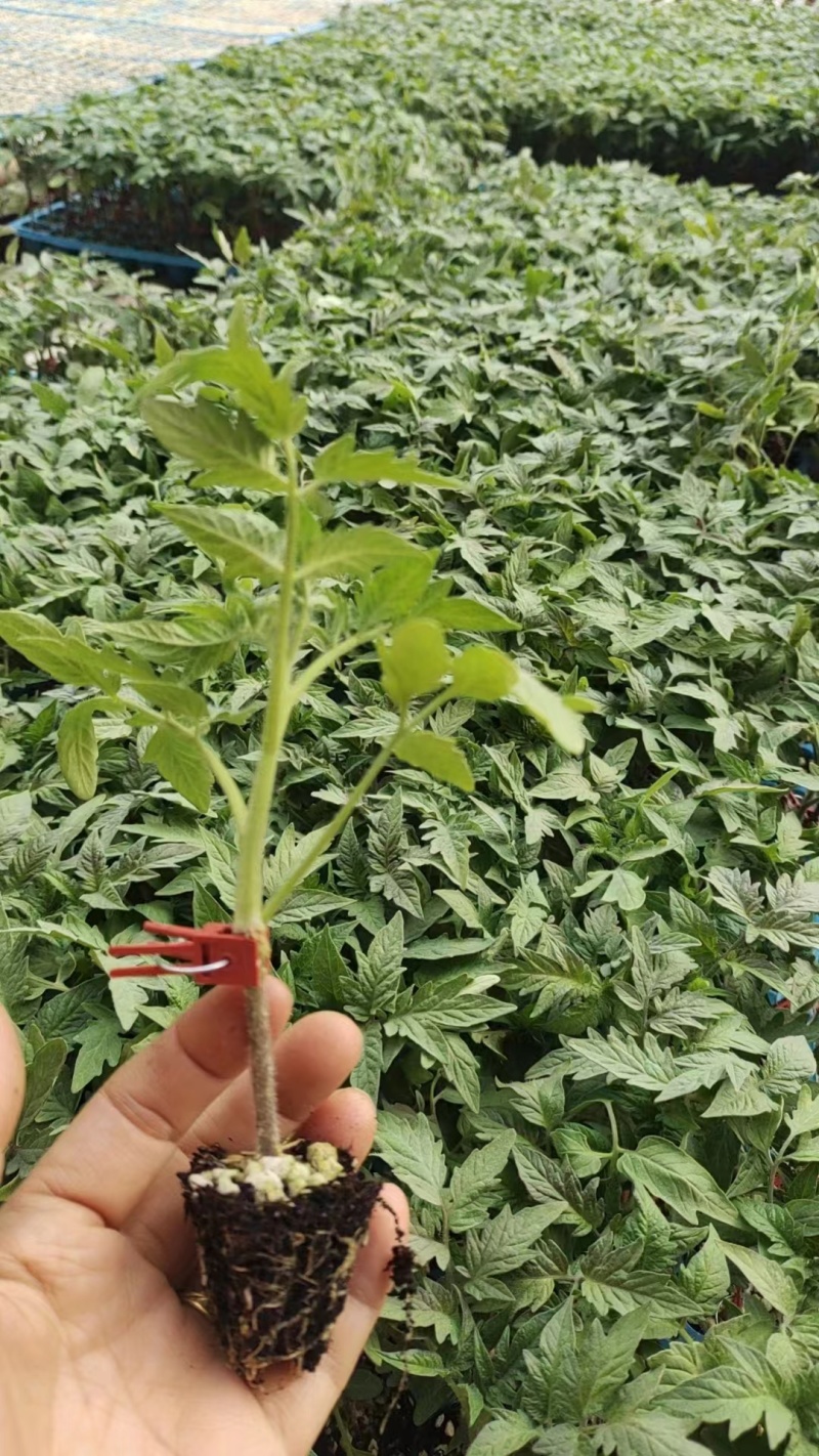硬粉西红柿苗/大量供应基地直发/资质齐全/包成活全国发货