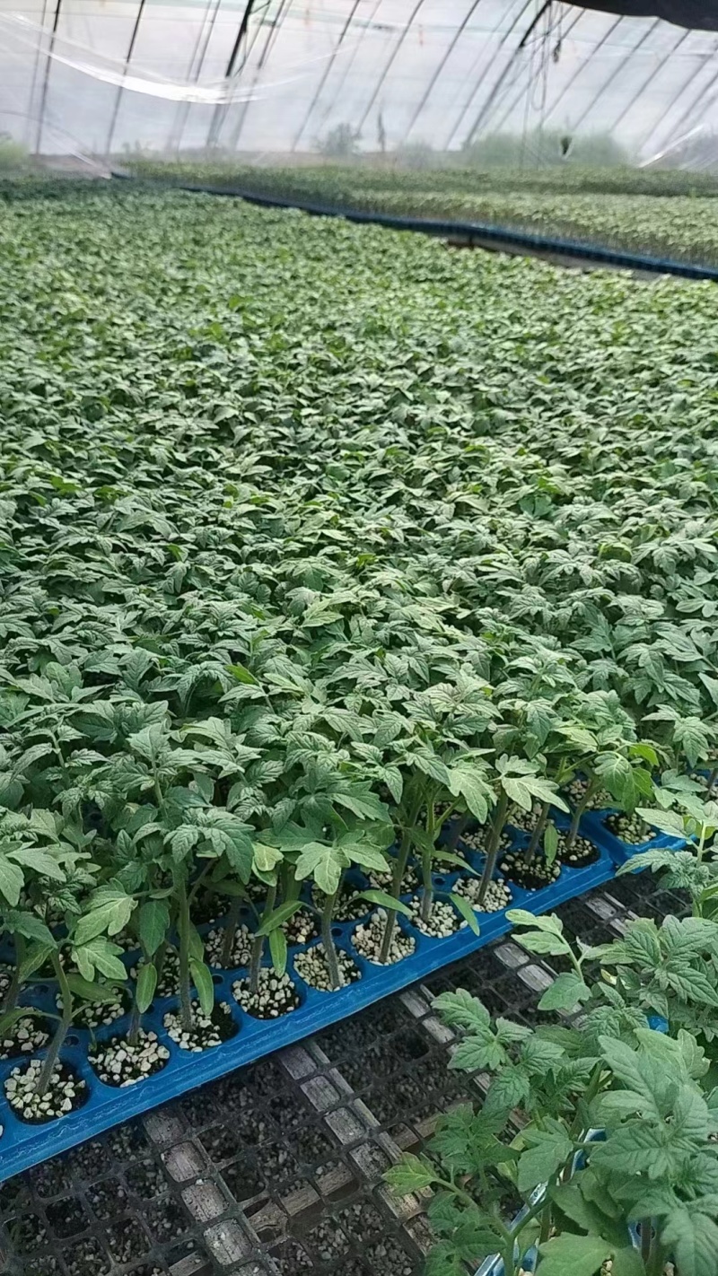 硬粉西红柿苗/大量供应基地直发/资质齐全/包成活全国发货