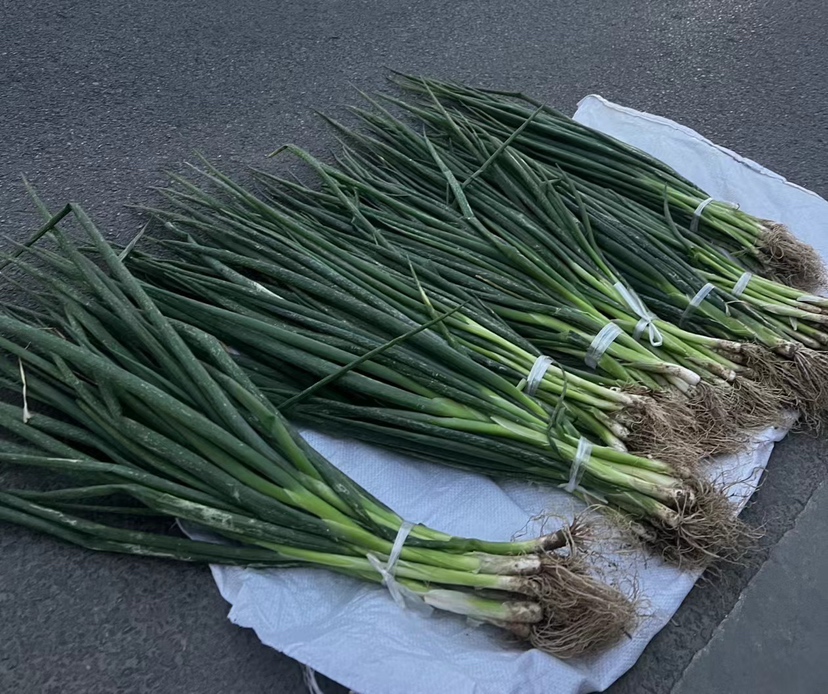 小葱切段示范图,展示如何均匀切配 小葱切配图