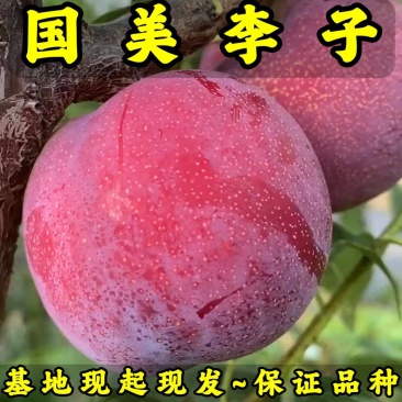 国美李子树苗基地现起现发耐寒新品种李子树苗辽宁果树苗