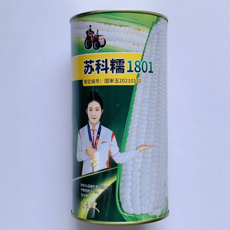 苏科糯1801玉米种子加甜糯11鲜食杂交白甜糯玉米棒子春