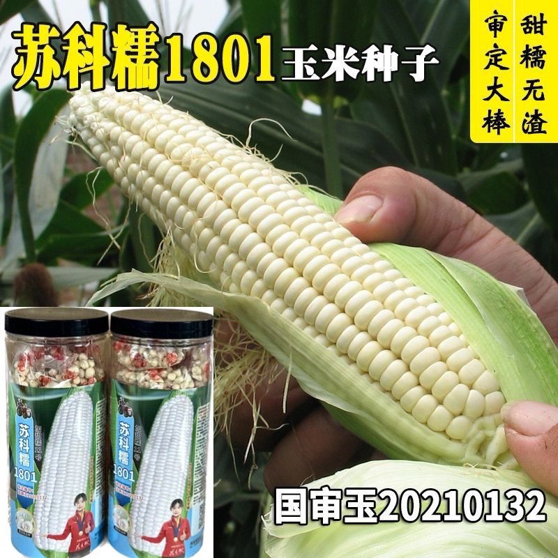 苏科糯1801玉米种子加甜糯11鲜食杂交白甜糯玉米棒子春