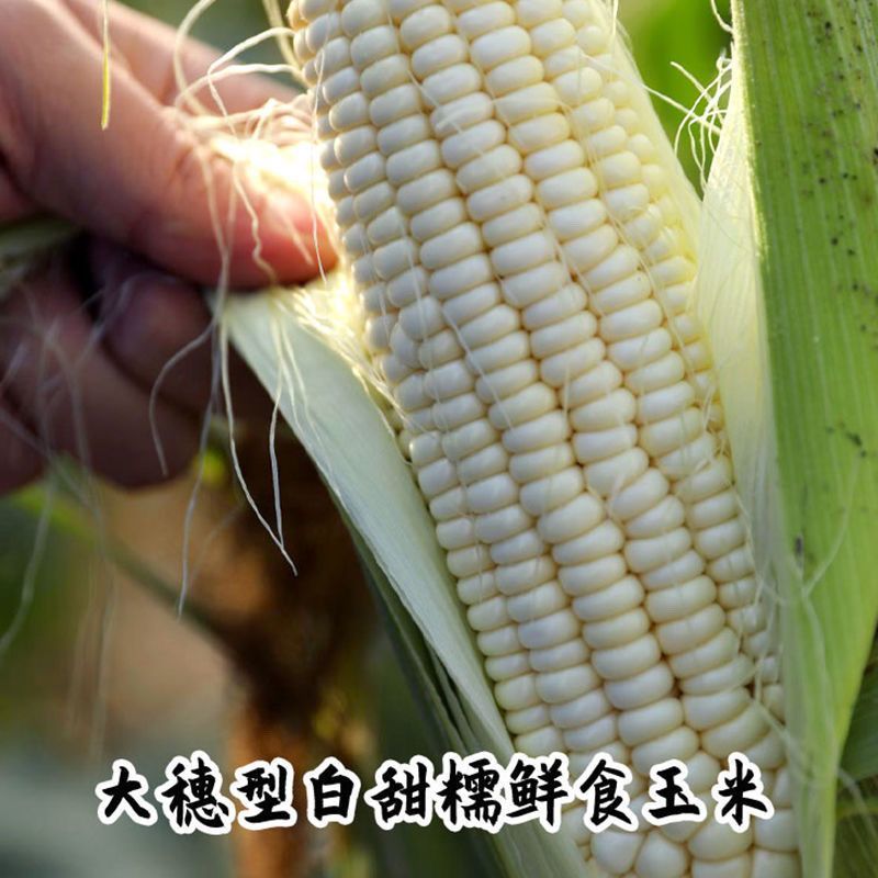 苏科糯1801玉米种子加甜糯11鲜食杂交白甜糯玉米棒子春
