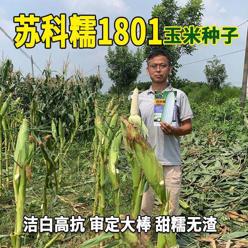 苏科糯1801玉米种子加甜糯11鲜食杂交白甜糯玉米棒子春