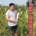 苏科糯1801玉米种子加甜糯11鲜食杂交白甜糯玉米棒子春
