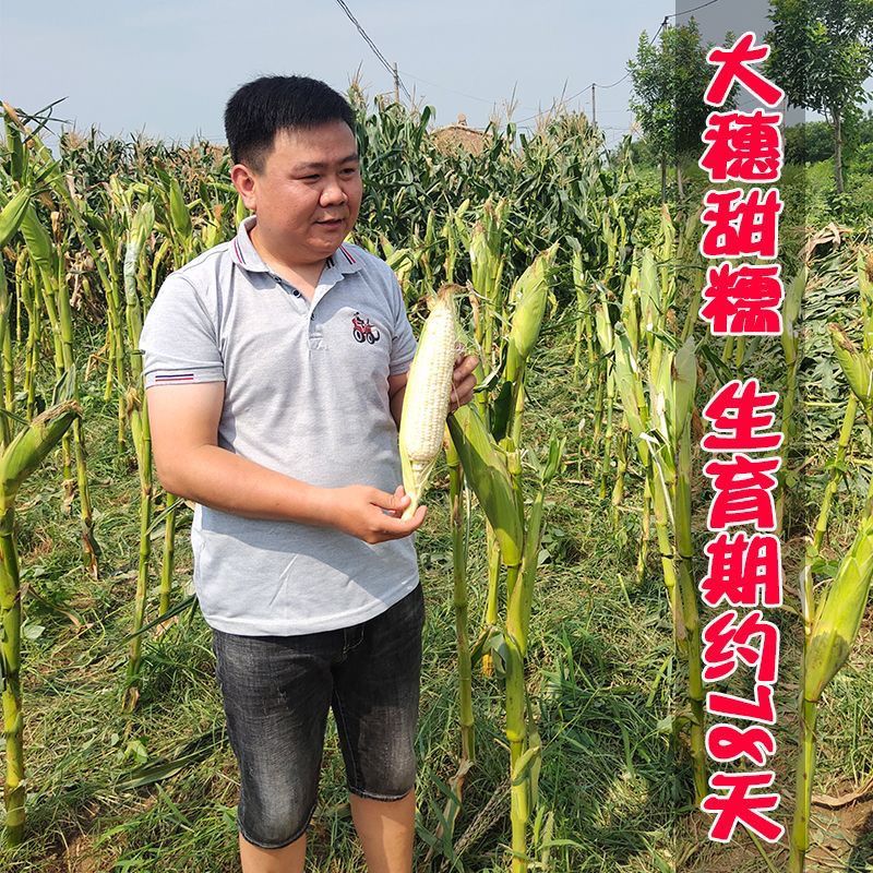 苏科糯1801玉米种子加甜糯11鲜食杂交白甜糯玉米棒子春