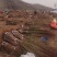 樱桃李子苗品种纯真基地现起现发根系发达成活率高